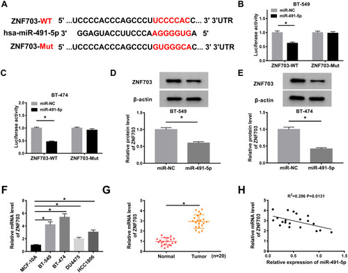 Figure 5 MiR-491-5p directly targeted ZNF703 and repressed ZNF703 expression. (A) The putative binding sites between miR-491-5p and ZNF703 and the mutation sequences of ZNF703 were shown. (B and C) Luciferase activities were measured in BT-549 and BT-474 cells transfected with miR-NC or miR-491-5p in ZNF703-WT and ZNF703-Mut groups. (D and E) Western blot assay was conducted to detect the protein level of ZNF703 in BT-549 and BT-474 cells transfected with miR-NC or miR-491-5p. (F) QRT-PCR assay was conducted to measure the mRNA levels of ZNF703 in MCF-10A, BT-549, BT-474, DU4475 and HCC1806 cells. (G) QRT-PCR assay was conducted to measure the expression of ZNF703 in breast tissues. (H) The correlation between ZNF703 mRNA and miR-491-5p levels in breast cancer tissues was analyzed.*P<0.05.