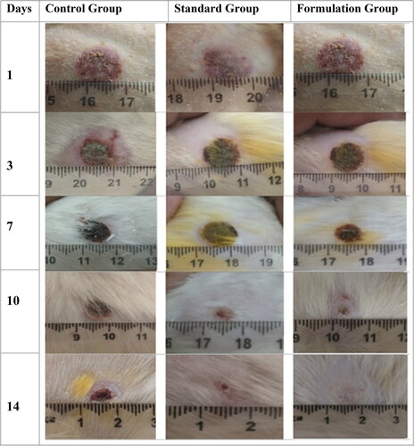 Figure 4. Photographs of burn wounds in rats taken on 1st, 3rd, 7th, 10th, and 14th day of dosage form application in different rats groups (i.e., CG, SG and FG).