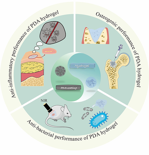 Figure 5 The biological performance of PDA hydrogels.