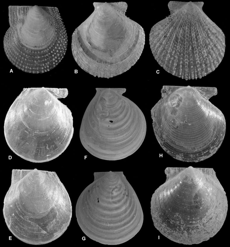 Figure 5.  Pectinoidea spp. (A) Delectopecten vitreus, unusually strong sculpture, Ø 6.7 mm, N of Norway, 72° 10’ N, 20° 37’ E, depth 360–415 m (SMNH 56311). (B,C) Cyclopecten hoskynsi, Ø 16.1 mm, BIOICE#2758, off northern Iceland, depth 786 m (SMNH 55511). (D,E) Delectopecten vitreus, smooth ‘abyssorum’ form, Ø 8.3 mm, BIOICE#2424, off southwestern Iceland, depth 495 m (SMNH 55513). (F,G) Hyalopecten frigidus, Ø 22 mm, off northern Norway, 73° 28’ N, 10 °00’ E, depth 2346 m (SMNH 55536). (H,I) Cyclopecten ambiannulatus, Ø 4.3 and 5.6 mm (same specimen), BIOICE#2707, off southwestern Iceland, depth 1407 m (SMNH 55519).