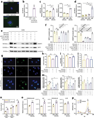 Figure 6. Modulation of DNMT1/SIRT1 and of replicative rate biomarkers induced in CON cells by treatment with sEVs released from SEN cells. (a) Immunofluorescence staining showing effective uptake in CON of sEVs released from SEN cells. sEVs were labelled with PKH67 green fluorescent dye. Scale bars of 10 µm are applied. (b) qPCR analysis of cel-miR-39 in CON cells treated with sEVs loaded with cel-miR-39. (c) qPCR analysis of miR-21-5p and miR-217 in CON cells treated with sEVs from SEN and with sEVs from CON. (d) qPCR analysis of pri-miR-21 in CON cells treated with sEVs from SEN and with sEVs from CON, and in SEN cells. (e) Western blots showing modulation of DNMT1 and SIRT1 protein levels in CON cells treated with sEVs released from SEN without and with miR-217 and miR-21 inhibitors. CON sEVs and cel-miR-39 were used as negative controls to exclude non-specific effects due to the treatment with sEVs and miRNAs, respectively. (f) Densitometric analysis of SIRT1 and DNMT1 protein level modulation in CON cells treated with sEVs released from SEN without and with miR-217 and miR-21 inhibitors. The effects of sEVs on SIRT1 and DNMT1 appear to be miR-21-5p- and miR-217-dependent. Protein expression values are reported as SIRT1/α-tubulin and SIRT1/α-tubulin ratios. (g) Immunofluorescence Ki67 staining of CON cells CON cells treated with sEVs released from SEN without and with miR-217 and miR-21 inhibitors. Scale bars of 100 µm are applied. (h) Quantification of Ki67-positive cells. (i) PCNA, (m) cyclin D1, cyclin A, cyclin B1 mRNA relative expression in CON cells treated with sEVs released from SEN cells without and with miR-217 and miR-21 inhibitors. (l) Evaluation of senescence-associated heterochromatin foci (SAHF) based on the calculation of the CV of the HOECHST staining in at least 200 nuclei of CON cells treated with sEVs without and with miR-217 and miR-21 inhibitors. Treatment of CON cells with sEVs released from SEN cells induced significant reduction of proliferation markers and the formation of SAHF. These effects were significantly reduced by treatment with sEVs released from SEN cells loaded with miR-21-5p inhibitor, suggesting that the effects of SEN sEVs on CON cell replication are, at least partly, miR-21-5p-dependent. (n) Assessment of apoptosis rate in CON cells treated with sEVs released from SEN cells. Annexin V+/AAD7- and annexin V+/7AAD+ cells were respectively considered to be early- and late-apoptotic cells. (o) p16, IL-6, IL-8, IL-1β mRNA relative expression in CON cells treated with sEVs released from SEN cells. (p) Methylation status of the MIR21 locus in SEN cells and in CON cells treated with sEVs released from SEN cells. The microarray probe cg02515217 is significantly under-methylated in SEN cells and in CON cells treated with SEN sEVs compared to CON cells. *, CON vs CON + SEN sEVs; #, CON vs SEN. Data from n = 3 independent experiments are represented as mean ± SD. */#, p < 0.05; **, p < 0.01; ***, p < 0.001 from one-way ANOVA followed by Tukey’s multiple comparison test for pairwise comparisons.