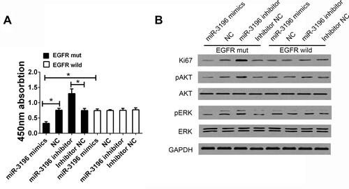 Figure 2 EGFR rs884225 SNP reduced the cell proliferation through the miR-3196-dependent approach. (A) CCK8 assay was detected in HCC cells treated with different expression of miR-3196 with EGFR mutant type or wild type. (B) The expression of Ki67, phosphorylation of ERK and AKT in HCC cells. *Indicates P<0.05.