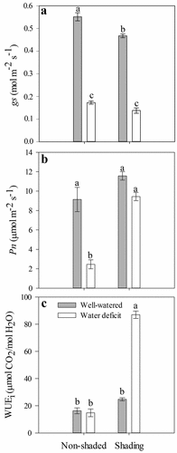 Figure 2. Stomatal conductance (gs) (a), net photosynthesis rate (Pn) (b) and intrinsic water-use efficiency (WUEi) (c) at 24 DAT of ‘Sweet Ann’ strawberry plants grown under non-shaded and shading conditions. DAT: days after treatment. Values are the means of four replicates, with error bars representing the standard error. Means denoted by the same letter do not significantly differ at p ≤ .01 according to the Tukey’s test.