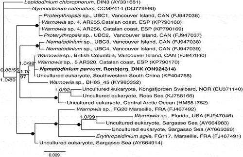 Fig. 42. Phylogeny of 13 ocelloid-bearing dinoflagellates identified to genus level (one to species level) and seven uncultured eukaryotes anticipated to possess ocelloids analysed using Bayesian analysis and inferred from SSU rDNA sequences. Lepidodinium and Gymnodinium formed the outgroup taxa. Numbers at internodes represent posterior probabilities from Bayesian analysis and bootstrap values from RAxML (10,000 replicates). Filled circles indicate maximal support (1.0 in posterior probability and 100% in RAxML). Branch lengths are proportional to the number of character changes, see scale bar. Newly sequenced cell isolate is written in bold.