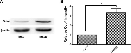 Figure 2 The expression level of Oct-4 was higher in H460R cells compared with H460 cells.
