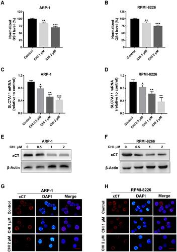 Figure 2 Chidamide (CHI) induces ROS production via SLC7A11 suppression and GSH reduction in MM cells. (A and B) GSH levels were measured using GSH and GSSG Assay Kit after chidamide treatment for 24 hours in ARP-1 and RPMI-8226 cells. (C and D) changes of SLC7A11 mRNA levels with different doses of chidamide treatment for 24 hours in ARP-1 and RPMI-8226 cells. (E-H) changes of SLC7A11/xCT protein levels with different doses of chidamide treatment for 24 hours in ARP-1 and RPMI-8226 cells using Western blotting and immunofluorescence analysis. Scale bars represent 20 μm. *, p < 0.05; **, p < 0.01; ***, p < 0.001 vs control.