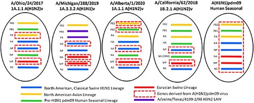 Figure 1. Genome constellation identified in A(H1)v viruses in North America. Genes derived from the following lineages: blue – North American Classical Swine A(H1N1); yellow – North American Avian lineage; green – pre-A(H1N1)pdm09 human seasonal virus; red – Eurasian swine lineage; dashed red box – A(H1N1)pdm09 virus genes; purple – genes derived from A/swine/Texas/4199-2/98 A(H3N2) live attenuated influenza vaccine virus.