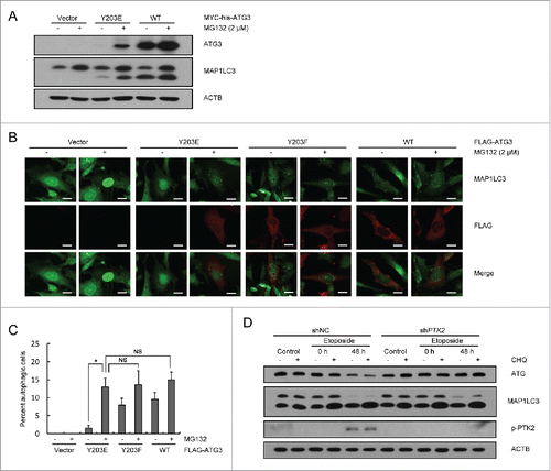 Figure 4. Y203 phosphorylation of ATG3 is not critical for autophagy induction. (A) Atg3 KO MEF cells were transfected with plasmids encoding MYC-his-ATG3 WT or ATG3Y203E. MG132 (2 μM) was added into the medium 12 h after transfection for another 12 h to prevent ATG3Y203E degradation. Cell lysates were extracted to detect ATG3 and MAP1LC3 proteins. (B) Atg3 KO MEF cells were transfected with plasmids encoding FLAG-ATG3 WT, ATG3Y203E or ATG3Y203F. MG132 was added 12 h before collection. Immunofluorescence was performed after staining with anti-FLAG and anti-MAP1LC3 antibodies. Scale bars: 20 μm. (C) Quantification of the MAP1LC3 puncta-positive cells is shown in (B). The criterion for being counted was a cell with more than 10 puncta. The data are presented as the mean ± SD (n = 3). *p < 0.05; NS, no significance. (D) PTK2 stable-knockdown HCT116 cells and WT-HCT116 cells were treated with DMSO or etoposide (40 μM) for 3 h and then incubated with fresh medium for up to 48 h. CHQ (10 μM) was added 1 h before collection. Western blotting was performed to detect ATG3 and MAP1LC3 protein levels. An anti-p-PTK2 antibody was used to validate the efficiency of PTK2 siRNA.