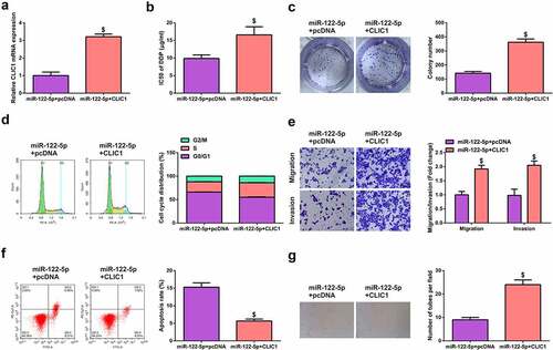 Figure 6. CLIC1 mediates miR-122-5p to impact the occurrence and development of SCLC. (a) Detection of cell transfection efficiency by RT-qPCR. (b, c) CCK-8 and colony formation assays to examine the proliferation of transfected cells. (d) Cell cycle detection by flow cytometry. (e) Transwell assay to test migration and invasion of transfected cells. (f) Apoptosis rate of transfected cells measured by flow cytometry. (g) Three-dimensional culture method to observe the tube formation of H446/DDP cells. $ P <0.05, vs. The miR-122-5p + pcDNA.