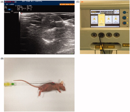 Figure 1. Mice in the experimental with laser ablation. (A) An high-frequency ultrasound-guided laser fiber into the center of the tumor. (B) When started ablation, red bright spot was seen in the tumor center. (C) Real-time display of working power on operating panel.