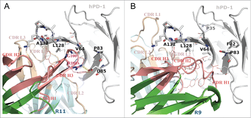 Figure 4. Putative binding modes of R11 (A) and R9 (B) to hPD-1, conducted by in silico modeling. The sticks on hPD-1 structures are the hot-spot residues listed in Table 1. The lines show the neighboring environment near the epitope residues. VH and VL frameworks were colored in green and cyan, respectively. Heavy chain CDRs were colored in salmon and light chain CDRs were colored in wheat. Computational docking results suggested that the Arg100A on CDR H3 of antibody R11 formed a salt bridge (yellow dashes) with Asp85 on hPD-1.