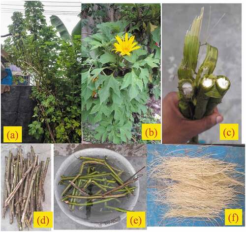 Figure 1. Tithonia diversifolia (a) Plant (b) Branches with flower (c) Stems with fiber (d) Cut stems for retting (e) Water retting (f) Extracted fibers (dried).