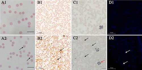 Figure 6. Wright–Giemsa, CISH, immunocytochemistry, and IFA analyses of uninfected and infected goat erythrocytes. A1–A2, Wright–Giemsa-stained erythrocytes. B1–B2, CISH assay of the erythrocytes smear. A1–D1 are negative controls. The probe was labeled with DIG. C1–C2 and D1–D2, immunocytochemistry and IFA of erythrocytes incubated with positive goat serum. Black and white arrows denote A. capra sp. nov-positive erythrocytes. Red arrows show A. phagocytophilum-positive neutrophilic granulocytes.