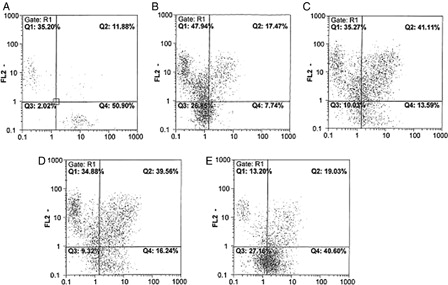 Figure 4. Analysis of CD34 and CD38 expression among HSCs before culture and after 10 days expansion in different culture conditions. FL1: Presented CD34, FL2: Presented CD38 3A, before culture (zero time); 3B, Culture condition A (from fig. 3); 3C, Culture condition B; 3D, Culture condition C; and 3E, Culture condition D.