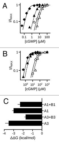 Figure 10. MMP9 induced gating effects are more pronounced for homomeric compared with heteromeric rod and cone CNG channels. (A) Representative dose-response curves for activation of control (open symbols) and MMP9-treated (closed symbols) A3 homomeric (diamonds) and A3+B3 heteromeric (triangles) channels by cGMP, at 80 min post excision. Currents were normalized to the maximum cGMP current. Continuous curves (A3, solid line; A3+B3, hashed line) represent fits with the allosteric model described in Materials and Methods. The best fit equilibrium constants for the allosteric transition (L) for each condition shown are as follows: A3control = 180, A3MMP = 217000; A3+B3control = 90, A3+B3MMP = 1700. (B) Representative dose-response curves for activation of control (open symbols) and MMP9-treated (closed symbols) A1 homomeric (diamonds) and A1+B1 heteromeric (triangles) channels by cGMP at 40 min post excision. Currents were normalized to the maximum cGMP current. Continuous curves (A1, solid line; A1+B1, hashed line) represent fits with the allosteric model used in (A). The best fits of L for each condition are as follows: A1control = 40, A1MMP = 5400; A1+B1control = 20, A1+B1MMP = 1700. (C) Bar graph showing the change in free energy difference of the allosteric transition associated with the maximal MMP9 induced gating effects for rod and cone homomeric and heteromeric channels; data expressed as mean (± S.E.M.). The change in free energy difference for channel gating was significantly reduced for heteromeric channels compared with homomeric channels [p < 0.001, 2-factor ANOVA, (channel type)] X (subunit heterogeneity), independent effect of (subunit heterogeneity), n = 3–7].