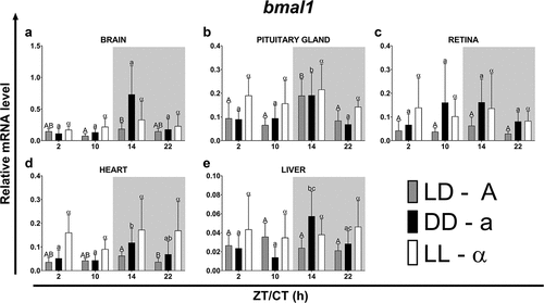 Figure 6. Diurnal changes in the expression of the bmal1 in various organs of common carp. Relative levels of bmal1 mRNA at different time points in the brain (a), pituitary gland (b), retina (c), heart (d) and liver (e) of fish kept under LD (12L:12D, gray bars), DD (0L:24D, black bars) and LL (24L:0D, white bars) light regimes. Data obtained from RT-qPCR analysis are shown as mean ± SEM (n = 8). The 40S ribosomal protein s11 gene served as the reference housekeeping gene. When significant (Kruskal-Wallis test or one-way ANOVA, p < .05), differences between time points are indicated by different letters (A, B, C for LD; a, b, c for DD and α, β for LL).