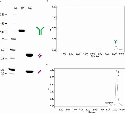 Figure 2. HC and LC conformation of proteins expressed by recombinant HEK293. (a) SDS-PAGE gel (denaturing conditions). (b) SEC-HPLC (native conditions) for HC. (c) SEC-HPLC for LC