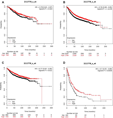 Figure 1 High expression level of OVOL2 correlates good prognosis in BC patients. (A) Kaplan–Meier plots comparing OS in cases with high/low expression of OVOL2. (B) Kaplan–Meier plots comparing RFS in cases with high/low expression of OVOL2. (C) Kaplan–Meier plots comparing DMFS in cases with high/low expression of OVOL2. (D) Kaplan–Meier plots comparing PPS in cases with high/low expression of OVOL2. Quantitative data is calculated by Kaplan-Meier Plotter (Details please see MATERIALS AND METHODS).