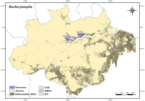 Figure 26. Occurrence area and records of Bachia panoplia in the Brazilian Amazonia, showing the overlap with protected and deforested areas.