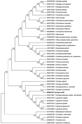 Figure 1. The neighbor-joining phylogenetic tree based on 45 chloroplast genome sequences.