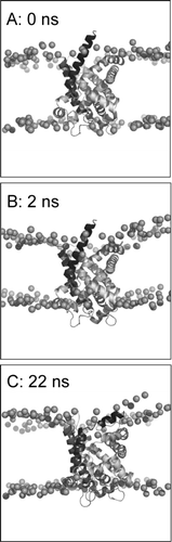 Figure 3.  Set-up and progress of simulation, illustrated for simulation 1OKC. The phosphorus atoms of the lipid headgroups are shown as spheres, and the protein as a ribbon. Snapshots are shown at the start of the simulation (A, t = 0 ns), at the end of equilibration (B, t = 2 ns), and at the end of the simulation (C, t = 22 ns).