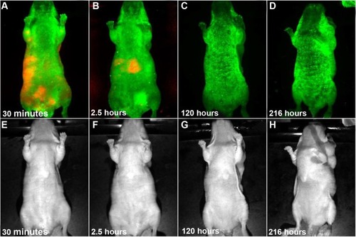 Figure 4 Lateral view of in vivo luminescence imaging of Panc-1 tumor-bearing mice (left shoulder) injected witĥ50 mg/kg of MSA-functionalized QDs.Note: All images were acquired under the same experimental conditions. Transmission images in (E–H) correspond to the luminescence images in (A–D), respectively.Abbreviations: MSA, mercaptosuccinic acid; QDs, quantum dots.