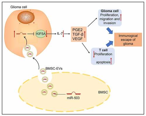Figure 7. The graphical summary of miR-503 incorporated in MSC-EVs being a regulator that controls immune escape in glioma. miR-503, which is delivered via MSC-derived EVs, can promote glioma immune escape by targeting KIF5A and inactivating the IL-7 signaling pathway