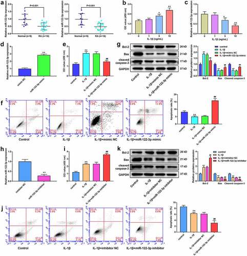 Figure 1. miR-122-3p inhibited apoptosis of IL-1β-treated MH7A cell. (a) The qRT-PCR for the expression of miR-122-3p in synovial tissues and peripheral blood samples of patients without RA or with RA. (b) CCK-8 assay for the cell viability of M7HA cells stimulated with different concentrations of IL-1β (1 ng/ml, 5 ng/ml, and 10 ng/ml). (c) QRT-PCR for the expression of miR-122-3p in MH7A cells stimulated with different concentrations of IL-1β (1 ng/ml, 5 ng/ml, and 10 ng/ml). (d) The qRT-PCR for the miR-122-3p level in M7HA cells. **P < 0.01. (e) CCK-8 assay for the cell viability of MH7A cells. (f) Flow cytometric analysis for apoptosis. (g) Western blotting for the levels of Bax, Bcl-2, and cleaved caspase-3. **P < 0.01 vs. control group, ##P < 0.01 vs. IL-1β+mimic NC group. (h) The qRT-PCR for the miR-122-3p expression in M7HA cells. **P < 0.01. (i) CCK-8 assay for the cell viability of MH7A cells. (j) Flow cytometric analysis for apoptosis of MH7A cells. (k) Western blotting for the levels of Bax, Bcl-2, and cleaved caspase-3 in MH7A cells. **P < 0.01 vs. control group, ##P < 0.01 vs. IL-1β+inhibitor NC group.