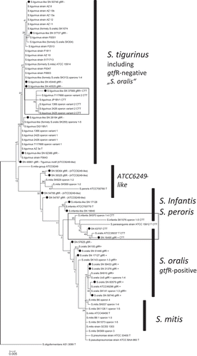 Figure 1. Phylogenetic tree based on the 16S rRNA-gene of 73 Mitis group streptococci. Program MEGA6, maximum likelihood algorithm subsequently to ClustalW-alignment, standard preferences, 100 bootstraps [Citation38]; ●, SN strains from the collection; CTT-motif (strains framed hold a variant of the 16S rRNA gene characterized by a CTT-motif). Streptococcus oligofermentans strain AS 1.3089T was used as the outgroup.