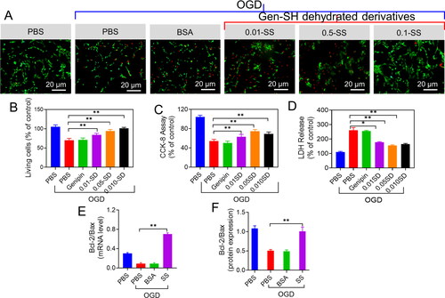 Figure 9. Neuroprotective properties of the sericin oxygen-glucose deprivation (OGD) injury. (A) The neurons treated with PBS, BSA and the Gen-SH degraded derivatives (SD) Live and Dead staining. (B) Quantifications of the ratio of live cells. (C) CCK-8 analysis. (D) LDH release. (E and F) Respective Bax/Bcl-2 mRNA level.