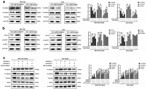 Figure 6. miR-26-5p inhibited hyperglycemia-induced EMT and the TGF-β/Smad signaling pathway in AGS and MGC803 cells. (a) The effects of miR-26-inhibitor or miR-26-mimic on EMT-related markers(E-cadherin, N-cadherin and Vimentin) expression was reflected with Western blot; (b) Western blot was performed to explore the effects of miR-26-inhibitor or miR-26-mimic on the TGF-β/Smad signaling pathway; (c) Rescue experiment was conducted to further verify the role of miR-26 on EMT and TGF-β/Smad signaling pathway. *P < 0.05, **P < 0.01, ***P < 0.001