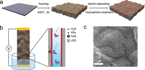 Figure 1. Schematic illustrations of (a) the fabrication process and (b) hydrovoltaic electricity generation of the rGO/PPy device. (c) SEM image of the rGO/PPy surface.