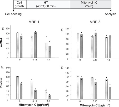 Figure 1S Mitomycin C concentration influences MRP 1 and MRP 3 expression pattern and hyperthermia treatment (43°C) for 60 instead of 90 minutes also intensifies these effects, but to a lesser extent compared to 90 min (see Figure 4).Notes: After treatment with hyperthermia (43°C, 60 min), BT474 cells were exposed to mitomycin C (up to 1.5 μg Fe for 24 hours) and incubated for another 24 hours. mRNA and protein were isolated, and finally RT-PCR or SDS-PAGE/immunoblotting were performed. Semiquantitative analysis of MRP 1 and 3 specific PCR products (286 and 322 bp, respectively) separated via agarose gel electrophoresis (top panel) as well as of corresponding MRP-specific protein bands on immunoblots (190 kDa) (bottom panel). For details see Methods. Expression was given in per cent of nontreated controls. All data were additionally normalized to GAPDH. Bars indicate mean of two independent experiments, corresponding values are indicated by symbols. Light and dark bars: cells without and with hyperthermic treatment, respectively.Abbreviations: GAPDH, glyceraldehyde-3-phosphate dehydrogenase; HT, hyperthermia; MRP, multidrug resistance protein; RT-PCR, reverse transcription polymerase chain reaction; SDS-PAGE, sodium dodecyl sulfate-polyacrylamide gel electrophoresis.