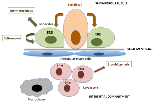 Figure 2. A schematic view of the developing testis: cells and functions, including expressions of the ERs. Sertoli cells in the seminiferous tubules comprise a stem cell niche and support the gonocytes (germ cells). The gonocytes express ERβ during fetal and early neonatal development, and are capable of differentiation into spermatids through several stages of spermatogonia/spermatocytes. Leydig cells are located in the interstitial compartment, they express ERα and are responsible for hormone synthesis.