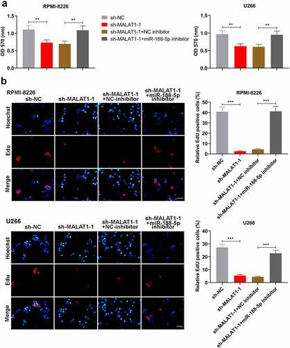 Figure 7. MiR-188-5p knockdown restores the inhibition of cell proliferation in MALAT1-slilenced MM cells. (a). MTT assay was performed to measure the cell viability in RPMI-8226 and U266 cells 48 h after co-transfection. (b). EdU staining (red) was performed to check proliferating cells 48 h after co-transfection. Cells were counter-stained by Hoechst 33,342 (blue). Scale bar = 50 μm. **P < 0.01, ***P < 0.001