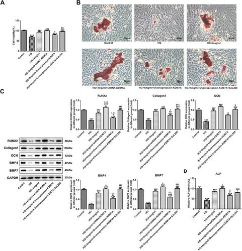 Figure 5 Catalpol alleviates the inhibition effects of HG on differentiation and proliferation of MC3T3-E1 cells by regulating the Wnt/β-catenin signaling pathway through KDM7A. (A) The proliferation of HG-induced MC3T3-E1 cells after transfection was determined by CCK-8 assay. ***P<0.001 vs. control group. ###P<0.001 vs. HG group. ∆P<0.05 vs. HG+4mg/mL group. $$P<0.01 vs. HG+4mg/mL+overexpression-KDM7A group (magnification of 200). (B) The differentiation of HG-induced MC3T3-E1 cells after transfection was observed by alizarin red staining. (C) The expression of RUNX2, Collagen I, OCN, BMP4 and BMP7 in HG-induced MC3T3-E1 cells after transfection was detected by Western blot analysis (n=3). *P<0.05, **P<0.01 and ***P<0.001 vs. control group. #P<0.05, ##P<0.01 and ###P<0.001 vs. HG group. ∆P<0.05, ∆∆P<0.01 and ∆∆∆P<0.001 vs. HG+4mg/mL group. $P<0.05 and $$$P<0.001 vs. HG+4mg/mL+overexpression-KDM7A group. (D) The ALP activity in HG-induced MC3T3-E1 cells after transfection was assessed by the ALP assay kit. *P<0.05 and ***P<0.001 vs. control group. #P<0.05 and ###P<0.001 vs. HG group. ∆P<0.05, vs. HG+4mg/mL group.