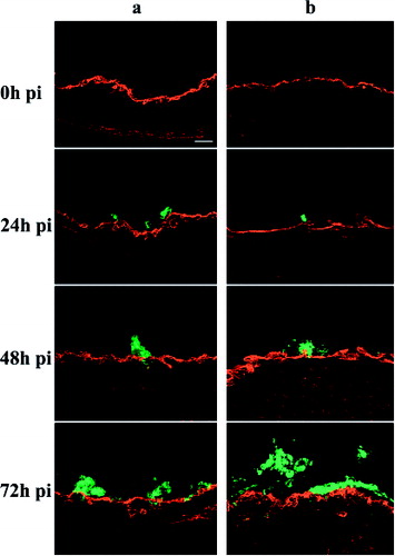 Figure 4. Representative confocal photomicrographs illustrating the evolution over time of ILTV-induced plaques in tracheal (4a) and conjunctival (4b) mucosa. Green fluorescence visualizes ILTV antigens. Collagen IV is visualized by red fluorescence. Scale bar = 50 µm.