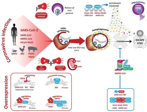 Figure 2. Molecular manipulation of the autophagic pathway by coronavirus-associated proteins. Upon infection of the host cells, lysosomal damage, release of the viral genome, and excessive ER and oxidative stress, all activate autophagy. Also shown are the viral proteins for which their overexpression in transfected cells is sufficient to activate and inhibit virophagy at late steps to avoid lysosome-dependent degradation