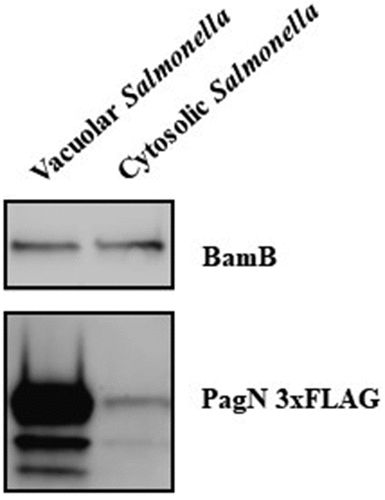 Figure 4. PagN is produced in SCV during CHO cells infection. CHO cells were infected with STm PagN x3FLAG p4889 at MOI 50:1 for 1 h at 37°C followed by 1 h with gentamicin 100 µg/mL and extra time with gentamicin 10 µg/mL corresponding to 24 h p.i. At the indicated time, cells were lysed and Salmonella were rescued and sorted by Fluorescence-activated cell sorting. Two populations were sorted Salmonella DsRed without sfGFP (vacuolar Salmonella) and DsRed with GFP (cytosolic Salmonella). Then, 15 µL over 100 µL of Laemmli buffer resuspension (representing 3 x 105 bacteria) were loaded as described in Methods. The bacterial protein level BamB and the production of PagN have been verified by immunoblotting. These images are representative of two independent experiments.