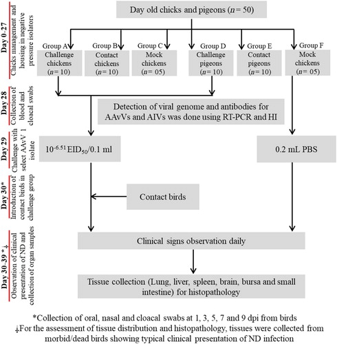 Figure 1. Experimental layout for the assessment of infectious potential of velogenic and mesogenic AAvV 1 strains in chickens and pigeons.