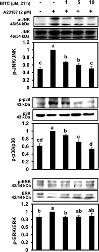 Fig. 2. BITC inhibits the phosphorylation of JNK and p38 MAPK.Notes: KU812 cells (5 × 106) were treated with BITC at the indicated concentrations for 21 h, washed with fresh medium, and additionally incubated with A23187 for 30 min for phosphorylated MAPK detection. Bars with the same letters are not significantly different at p < 0.05.