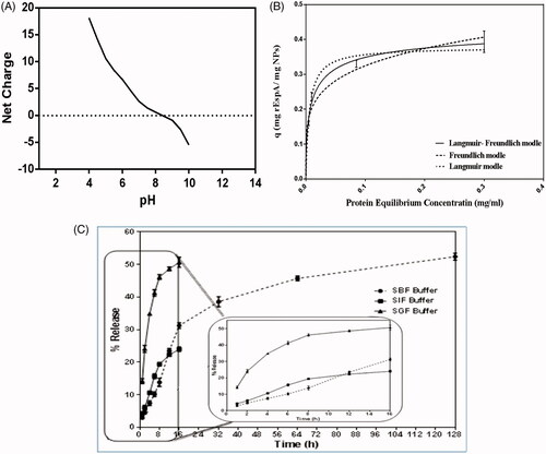 Figure 3. (A) The net charge of the protein in buffers of different pH values. As it can be seen, in acidic buffers, the protein is highly positively charged. (B) Adsorption isotherm of rEspA onto MSNPs. The adsorption was conducted in 1 ml of acetate buffer (50 mM, pH = 5.5) using 500 μg MSNPs and various amounts of rEspA protein, ranging from 50 to 500 μg. (C) Comparison of the protein release profiles from MSNPs different environments: SBF (circles), SIF (square) and SGF (triangle). During the experiments, microtubes were agitated at 150 rpm in 37 °C.