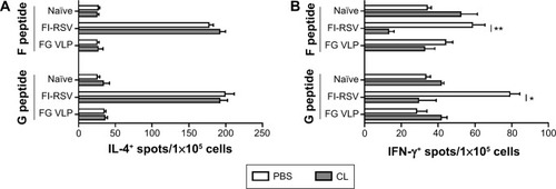 Figure 6 FI-RSV immune mice induce extreme levels of F and G peptide-stimulated pulmonary IL-4+ CD4 T-cells.Notes: Immune cells were collected from the lungs 5 days post-challenge with RSV (n=5). (A) IL-4+ and (B) IFN-γ+ spots were determined after cells were stimulated with RSV F92–106 (ELQLLMQSTPPTNNR) or RSV G183–195 (WAICKRIPNKKPG) for 3 days. PBS panel: mock (PBS)-treated groups. CL panel: CL-treated groups. The results are representative out of two independent experiments. Statistical significance was determined using an unpaired two-tailed Student’s t-test. Error bars indicate means ± standard error of the mean of concentration or ratios from individual animals. *P<0.05; **P<0.01.Abbreviations: CL, clodronate liposome; FG VLP, a combination of fusion and glycoprotein virus-like nanoparticles; FI-RSV, formalin-inactivated RSV; IFN-γ, interferon-gamma; IL, interleukin; PBS, phosphate-buffered saline; RSV, respiratory syncytial virus.