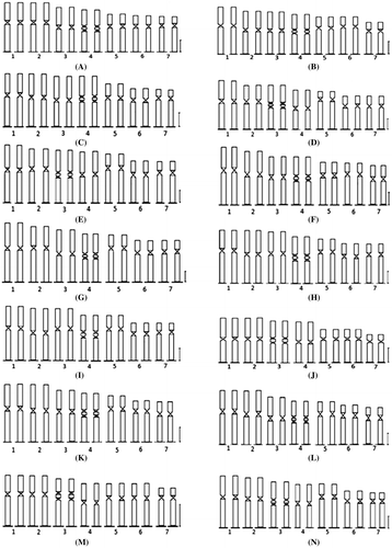Figure 4. Idiograms of 14 species and cultivars of Lens. Chromosomes are arranged in order of descending length: (A) L. odemensis (ILWL 35); (B) L. orientalis (ILWL 248); (C) L. culinaris (IPL81); (D) L. culinaris (IPL316); (E) L. culinaris (JL-1); (F) L. culinaris (Pl406); (G) L. culinaris (KLS 210); (H) L. culinaris (EC704030); (I) L. culinaris (EC78455); (J) L. culinaris (EC 78498); (K) L. culinaris (K. EC2678); (L) L. culinaris (micro, Bankura); (M) L. culinaris (macro, Barasat); (N) L. culinaris (micro, Barasat). Scale bars: 2 μm.