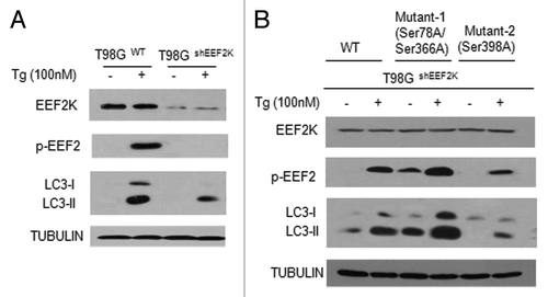Figure 5. Phosphorylation of EEF2K at Ser78/Ser366 and Ser398 differentially regulated autophagy. (A) T98GWT cells or T98GshEEF2K cells were treated with 100 nM Tg for 24 h. The levels of EEF2K, p-EEF2 and LC3 were detected by western blot. TUBULIN was used as a loading control. (B) T98GshEEF2K cells transfected with a wild-type EEF2K or the phosphorylation-defective mutants of EEF2K were treated with 100 nM Tg for 24 h. Mutant 1: the codons for Ser366 and Ser78 were changed to an alanine codon by site-directed mutagenesis; Mutant 2: the codon for Ser398 was changed to an alanine codon. The levels of EEF2K, p-EEF2 and LC3 were detected by western blot. TUBULIN was used as a loading control.