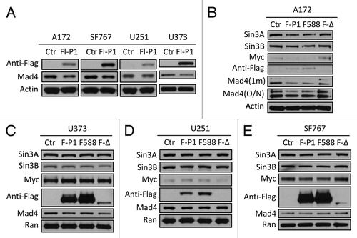 Figure 4. Mad4 is targeted by c-IAP1 for degradation. (A) GBM cell lines were transfected with 6 µg of Flag-tagged c-IAP1 expression vector (Flg-P1) or control vector. After approximately 40 h, the expression level of endogenous Mad4 was determined by immunoblotting. (B) A172 cells were transfected with 8 µg of Flag-cIAP1 or H588A mutant or 12 µg of RING domain deletion mutant. After approximately 2 d, the expression levels of Sin3A, Sin3B, c-Myc and Mad4 were determined by immunoblotting (1 min, 1 min exposure; O/N, film exposed overnight). (C) U373 cells were transfected with 5 µg of Flag-tagged c-IAP1 or c-IAP1-H588A or 10 µg of RING domain deletion mutant and after 40–46 h cell lysates were analyzed by immunoblotting as indicated. (D) U251 cells were transfected with 6 µg of Flag-tagged c-IAP1 or c-IAP1-H588A or 10 µg of RING domain deletion mutant and after 40–46 h cell lysates were analyzed by immunoblotting as indicated. (E) SF767 cells were transfected with 6 µg of Flag-tagged c-IAP1 or c-IAP1-H588A or 12 µg of RING domain deletion mutant and after 40–46 h cell lysates were analyzed by immunoblotting as indicated.