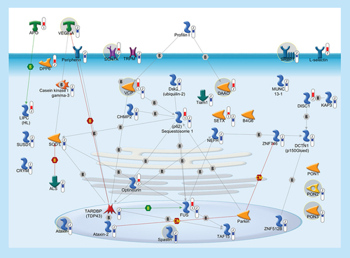 Figure 9.  Genes altered in sporadic and familial amyotrophic lateral sclerosis.In order to highlight a possible common pathogenic mechanism between familiar and sporadic ALS, we built up a pathway with 41 genes, some of which (37/41), besides being previously linked to FALS, were significantly deregulated in the cortex of SALS patients. Thermometers represent expression ratio in motor neuron among following conditions: (SALS1/control) and (SALS2/control). Upward thermometrs have red color and indicate expression ratios less than 1 while downward thermometers have blue color and indicate expression ratio less than 1. Pathway objects and links are described separately in the Supplementary Figure 1.