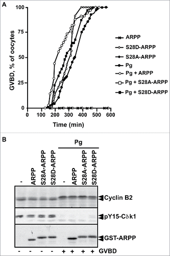 Figure 4. S28D mutation of ARPP19 does not induce meiosis resumption. A. Prophase-arrested oocytes were injected with 100 ng of either WT-ARPP19 (ARPP), S28A-ARPP or S28D-ARPP and then stimulated or not with progesterone (Pg). Meiosis resumption was followed by scoring the % of oocytes at GVBD as a function of time. B. Oocytes from panel (A) were collected at the time of GVBD and Cdk1 activation was analyzed by western blotting Cyclin B2, Y15-phosphorylated Cdk1 (pY15-Cdk1) and total ARPP19 (GST-ARPP).