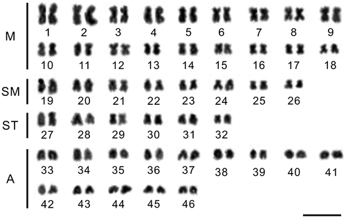Figure 1. Giemsa stained karyotypes of Gymnocypris chui. m: metacentric; sm: submetacentric; st: subtelocentric; a: acrocentric. The bar represents 10 μm.