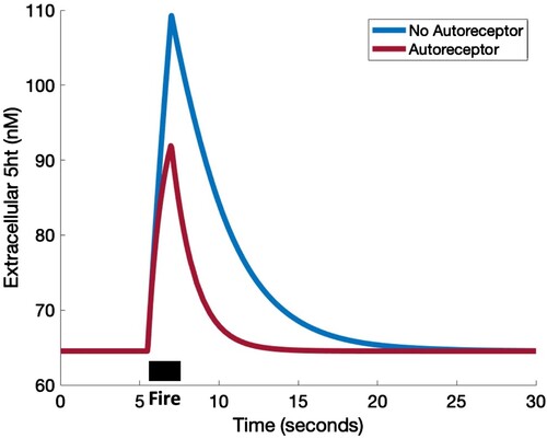 Figure 3. Autoreceptors. The curves show the concentration of 5HT in the extracellular space in response to a 1.5 s stimulation (black bar) without (blue) and with (red) autoreceptors. See Section 6 for a description of model.